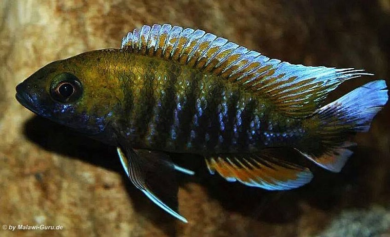 Aulonocara jacobfreibergi 'Otter Point'